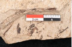Foto (Detailansicht) von Araucaria sternbergii Goeppert (NHMW-GEO-2024-0188-8279)